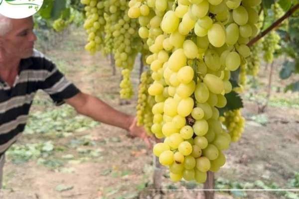 نمایشگاه میوه