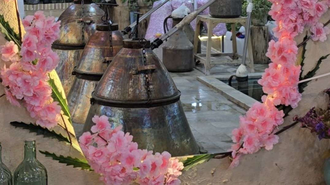 مراسم و جشنواره گلاب گیری کاشان، قمصر  1405